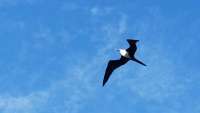 Great day of scuba diving in Key Largo with Rainbow Reef on eagle ray alley tropical legend 2018 01 04 r5250 1
