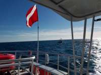 Great day of scuba diving in Key Largo with Rainbow Reef on eagle ray alley tropical odyssey 2018 01 04 r5255 1