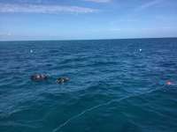 Great day of scuba diving in Key Largo with Rainbow Reef on molasses reef tropical legend 2018 01 22 r5329 1