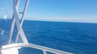 Great day of scuba diving in Key Largo with Rainbow Reef on spiegel grove tropical odyssey 2018 01 30 r5344 1