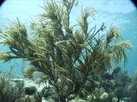 Great day of scuba diving in Key Largo with Rainbow Reef on christ statue tropical odyssey 2018 07 02 r7184 1