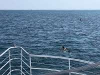 Great day of scuba diving in Key Largo with Rainbow Reef on christ statue tropical odyssey 2018 07 25 r6648 1