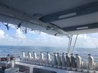 Great day of scuba diving in Key Largo with Rainbow Reef on permit ledges tropical serenity 2018 07 01 r6375 1