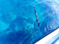 Great day of scuba diving in Key Largo with Rainbow Reef on spiegel grove tropical destiny 2018 07 27 r6662 1