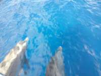 Great day of scuba diving in Key Largo with Rainbow Reef on uscgc duane tropical explorer 2018 07 02 r6390 1