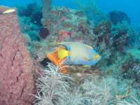 Great day of scuba diving in Key Largo with Rainbow Reef on christ statue tropical destiny 2018 06 30 r7182 1
