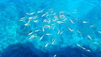 Great day of scuba diving in Key Largo with Rainbow Reef on christ statue tropical serenity 2018 06 19 r6251 1