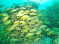Great day of scuba diving in Key Largo with Rainbow Reef on christmastree cave santana 2018 06 11 r7179 1