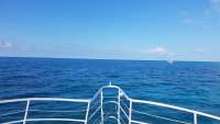 Great day of scuba diving in Key Largo with Rainbow Reef on eagle ray alley tropical legend 2018 06 06 r6090 1