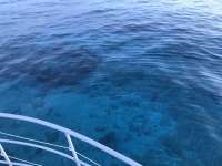 Great day of scuba diving in Key Largo with Rainbow Reef on eagle ray alley tropical odyssey 2018 06 30 r6374 1