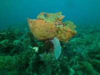 Great day of scuba diving in Key Largo with Rainbow Reef on french reef tropical odyssey 2018 06 10 r7177 1