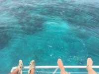 Great day of scuba diving in Key Largo with Rainbow Reef on pickles reef tropical odyssey 2018 06 19 r6248 1