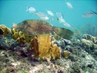 Great day of scuba diving in Key Largo with Rainbow Reef on snapper ledge santana 2018 06 10 r7176 1