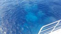 Great day of scuba diving in Key Largo with Rainbow Reef on spiegel grove tropical odyssey 2018 06 12 r6151 1