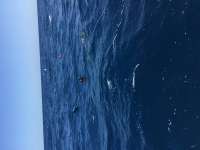 Great day of scuba diving in Key Largo with Rainbow Reef on spiegel grove tropical odyssey 2018 03 08 r5542 1