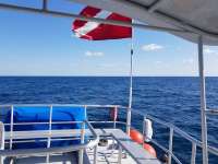 Great day of scuba diving in Key Largo with Rainbow Reef on spiegel grove tropical odyssey 2018 03 25 r5675 1