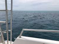 Great day of scuba diving in Key Largo with Rainbow Reef on fire coral cave tropical legend 2018 05 11 r5955 1