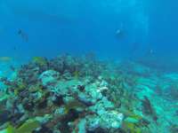 Great day of scuba diving in Key Largo with Rainbow Reef on french reef tropical legend 2018 05 29 r6004 1