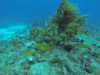 Great day of scuba diving in Key Largo with Rainbow Reef on molasses reef tropical legend 2018 05 01 r5907 1