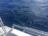 Great day of scuba diving in Key Largo with Rainbow Reef on spiegel grove tropical odyssey 2018 05 05 r5912 1