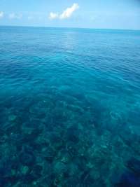 Great day of scuba diving in Key Largo with Rainbow Reef on drift molasses tropical legend 2018 11 29 r7554 1