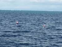 Great day of scuba diving in Key Largo with Rainbow Reef on molasses deep tropical adventure 2018 11 27 r7545 1