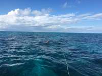 Great day of scuba diving in Key Largo with Rainbow Reef on north dry rocks tropical odyssey 2018 11 20 r7503 1
