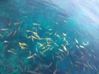 Great day of scuba diving in Key Largo with Rainbow Reef on permit ledges tropical destiny 2018 11 27 r7548 1