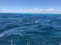 Great day of scuba diving in Key Largo with Rainbow Reef on fire coral cave tropical legend 2018 10 01 r7173 1