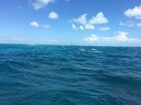 Great day of scuba diving in Key Largo with Rainbow Reef on molasses reef tropical legend 2018 10 06 r7235 1