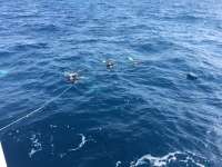 Great day of scuba diving in Key Largo with Rainbow Reef on uscgc duane tropical odyssey 2018 10 23 r7331 1