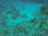 Great day of scuba diving in Key Largo with Rainbow Reef on benwood wreck tropical legend 2018 09 23 r7101 1
