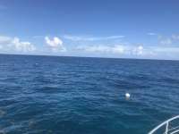 Great day of scuba diving in Key Largo with Rainbow Reef on french reef tropical odyssey 2018 09 22 r7097 1