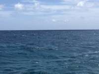 Great day of scuba diving in Key Largo with Rainbow Reef on molasses reef tropical odyssey 2018 09 01 r6976 1
