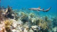 Great day of scuba diving in Key Largo with Rainbow Reef on pickle barrel wreck tropical legend 2018 09 23 r7109 2