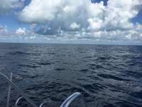 Great day of scuba diving in Key Largo with Rainbow Reef on spiegel grove tropical odyssey 2018 09 18 r7068 1