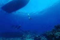 Great day of scuba diving in Key Largo with Rainbow Reef on eagle ray alley tropical legend 2019 04 08 r8094 1