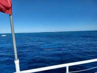 Great day of scuba diving in Key Largo with Rainbow Reef on north star tropical adventure 2019 04 21 r8153 1