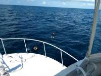 Great day of scuba diving in Key Largo with Rainbow Reef on snapper ledge tropical serenity 2019 04 02 r8059 2