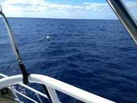 Great day of scuba diving in Key Largo with Rainbow Reef on spiegel grove tropical adventure 2019 04 17 r8135 1