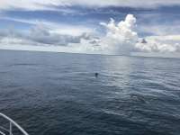 Great day of scuba diving in Key Largo with Rainbow Reef on christmastree cave tropical odyssey 2019 08 10 r8674 1