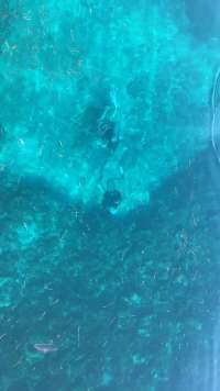 Great day of scuba diving in Key Largo with Rainbow Reef on snapper ledge tropical serenity 2019 08 27 r8731 1