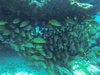Great day of scuba diving in Key Largo with Rainbow Reef on snapper ledge tropical serenity 2019 08 31 r8745 1