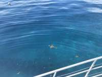 Great day of scuba diving in Key Largo with Rainbow Reef on spiegel grove tropical odyssey 2019 08 10 r8672 1