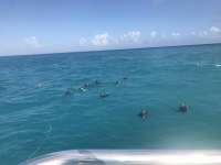 Great day of scuba diving in Key Largo with Rainbow Reef on sand island tropical destiny 2019 12 10 r9007 1