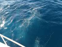 Great day of scuba diving in Key Largo with Rainbow Reef on spiegel grove tropical destiny 2019 02 08 r7820 1