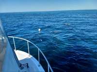 Great day of scuba diving in Key Largo with Rainbow Reef on winch hole tropical serenity 2019 02 03 r7799 1