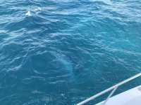 Great day of scuba diving in Key Largo with Rainbow Reef on snapper ledge tropical serenity 2019 01 01 r7681 1