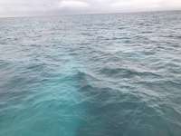Great day of scuba diving in Key Largo with Rainbow Reef on spanish anchor tropical odyssey 2019 01 26 r7776 1