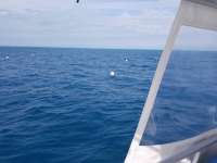 Great day of scuba diving in Key Largo with Rainbow Reef on spiegel grove tropical destiny 2019 01 25 r7773 1